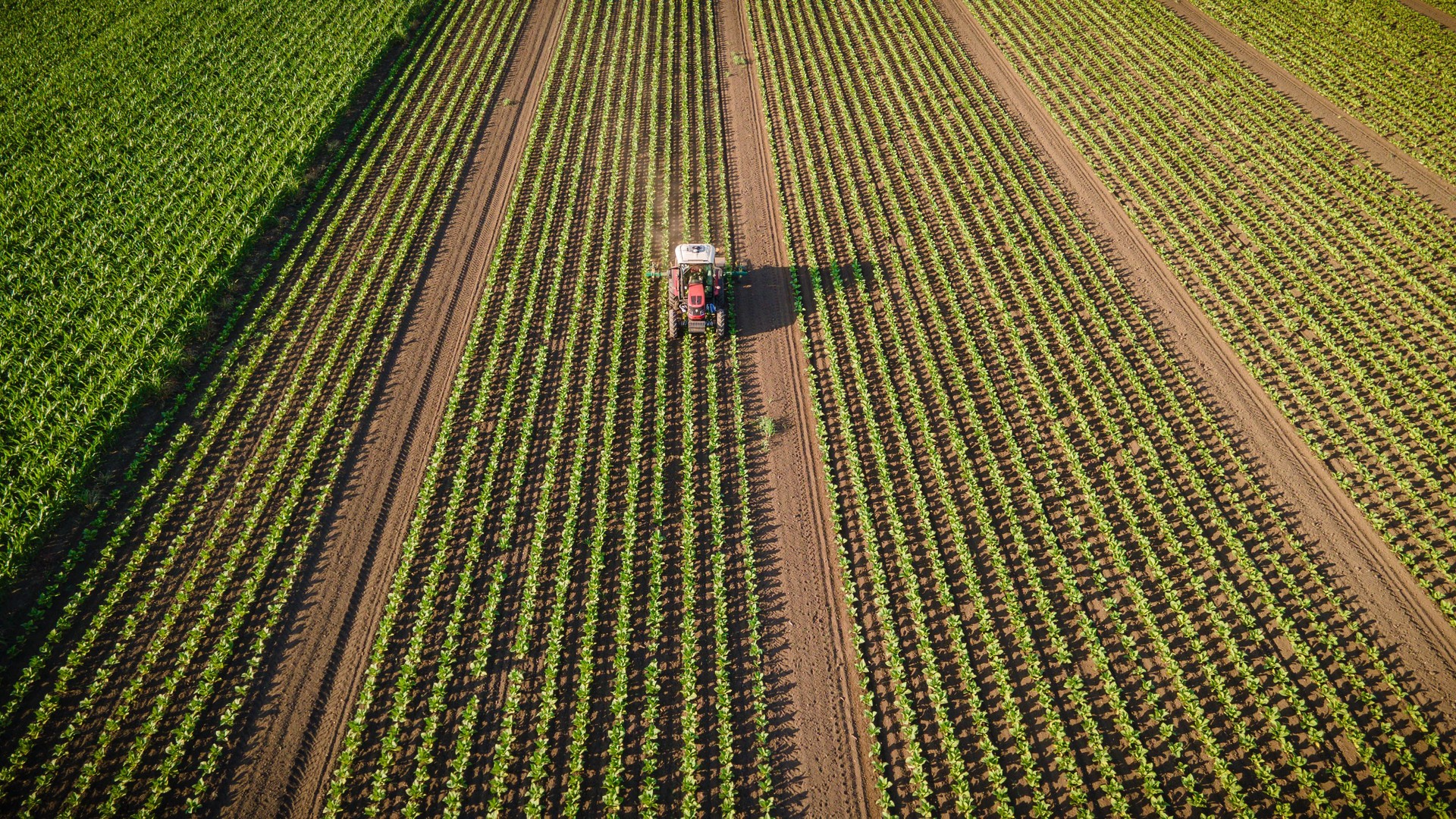 Plan large du tracteur dans les cultures vertes